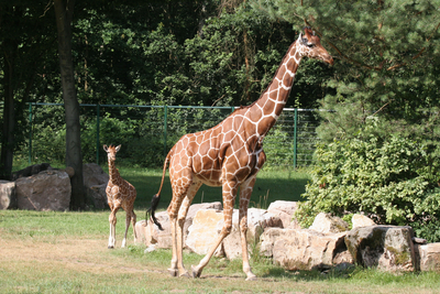 Giraffe at the Nuremberg Zoo