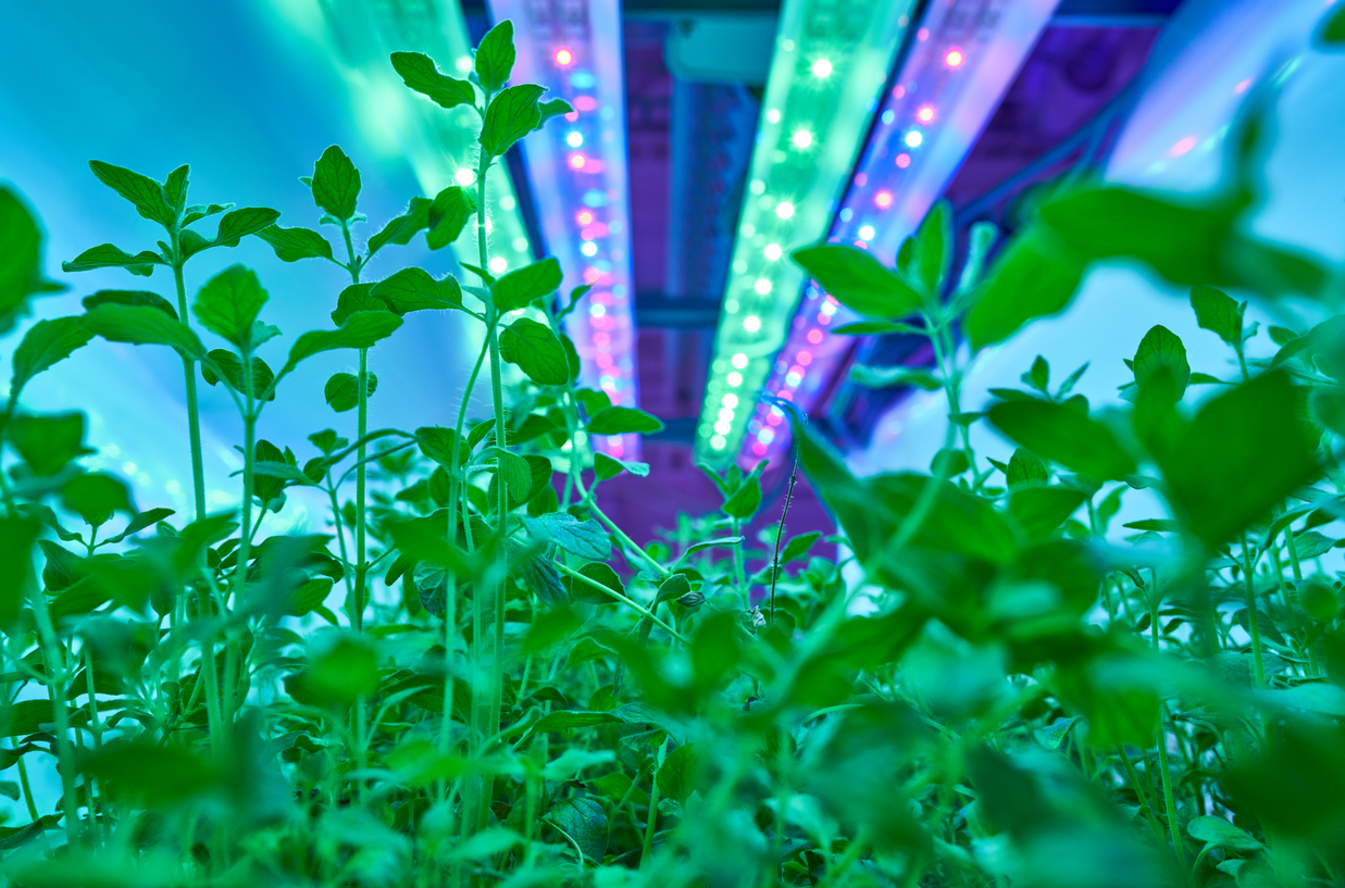 © NewFoodSystems, Foto: Janosch Gruschczyk