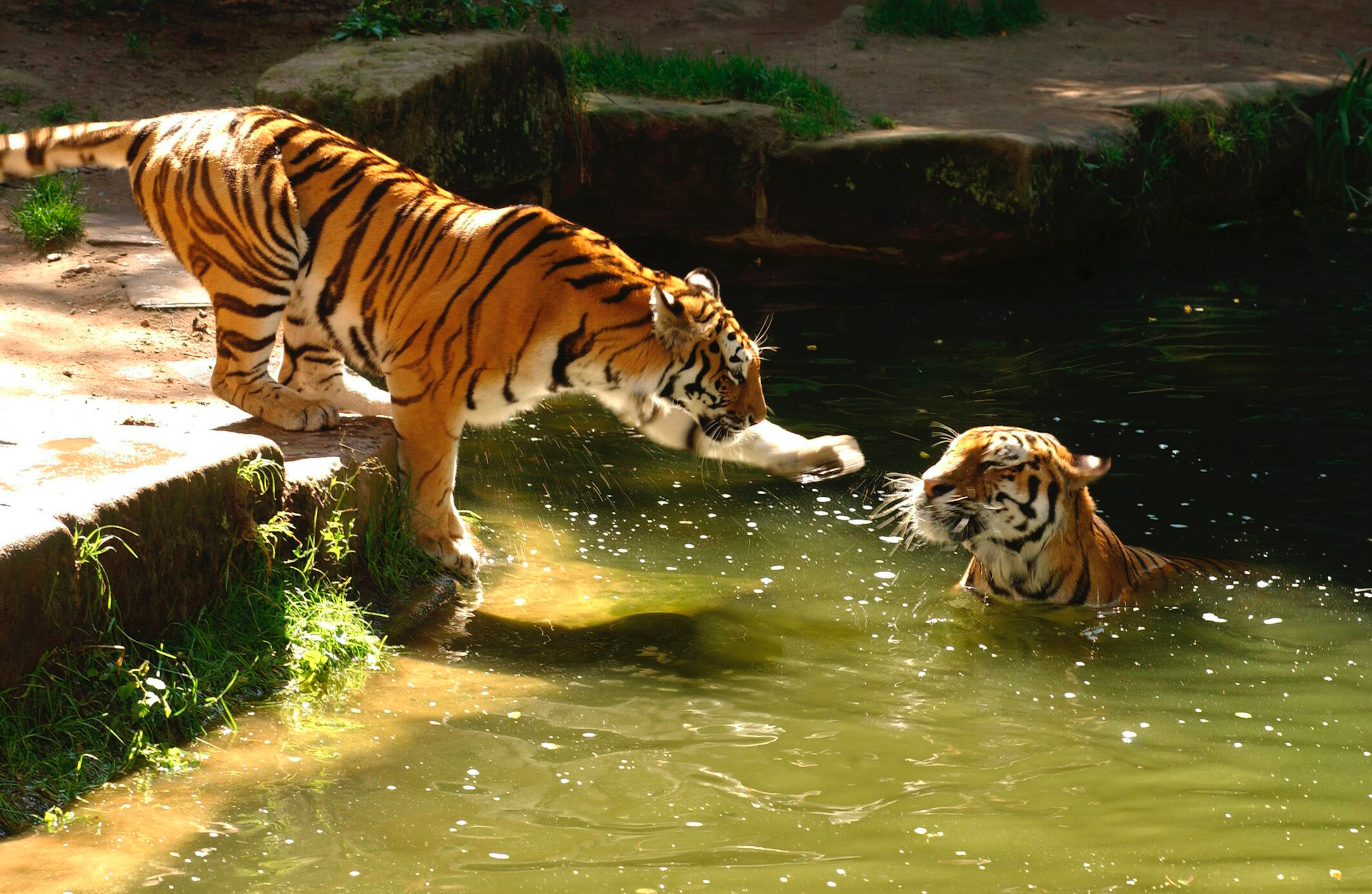 Tiger © Christine Dierenbach