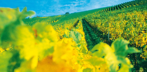 Fränkischer Wein Fränkischer Wein
