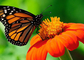 Testhotel NAHR (nicht buchen!) - butterfly