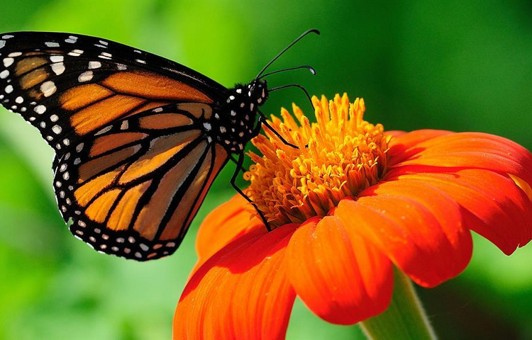 Testhotel NAHR (nicht buchen!) - butterfly