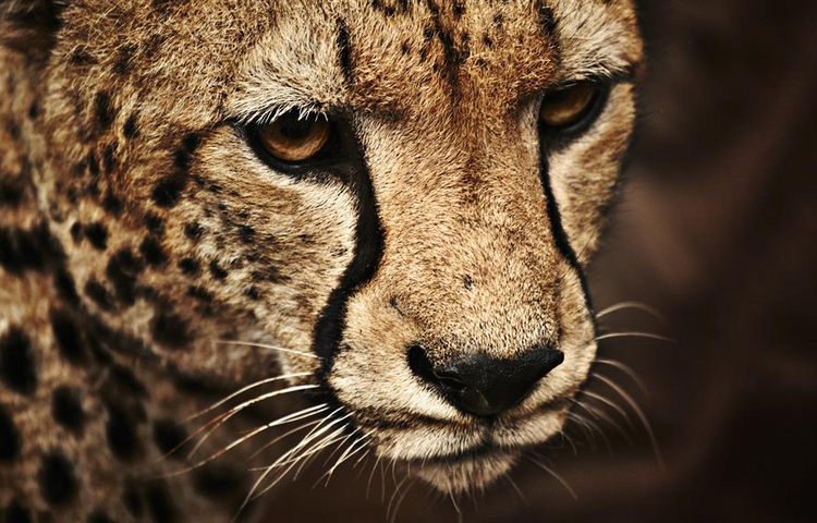 Testhotel NAHR (nicht buchen!) - tiger
