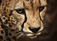 Testhotel NAHR (nicht buchen!) - tiger