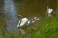 Landhotel Seerose - Unsere Schwanenfamilie